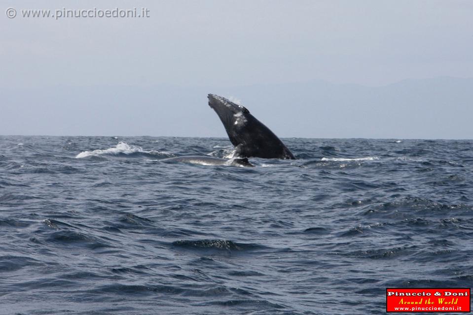 ECUADOR - Whale watching in Puerto Lopez - 05.jpg